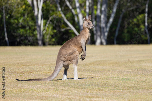 Eastern Grey Kangaroo seen in natural bushland habitat in New South Wales, Australia