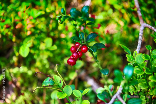 Fioletowa jagoda na krzaku w lesie. Jesienny smak. 