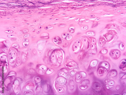 picture of histology human tissue with microscope from laboratory (not Illustration Designation)