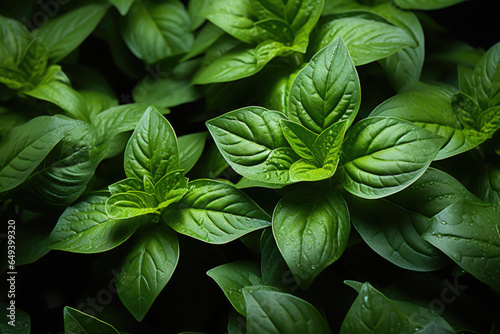 Top-down picture of Genovese basil plants. Basil (Ocimum basilicum), also called sweet basil, is a tender plant, and is used in cuisines worldwide.