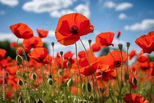 Memorial poppies, red flowers honoring fallen veterans, Armistice Day, wildflowers, blooming field landscape, meadow. Generative AI