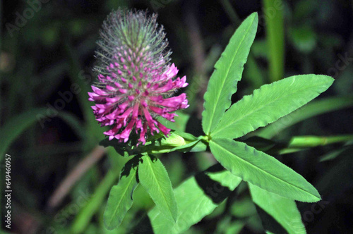 Kwiat i liście koniczyny długokłosowej w naturalnym środowisku, na tle innych roślin, w Słowackim raju, Słowacja. Trifolium rubens. Long-stem clover. 