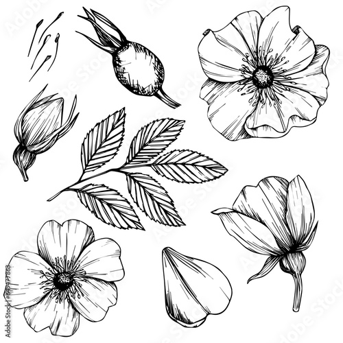 Wild rose flowers and berries, medicinal herb line art drawing. Outline vector illustration isolated on white background. Rose hip bouquets sketch for logo, tattoo, wedding design.