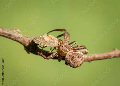 Niesamowity pająk podczas posiłku na leśnej polanie