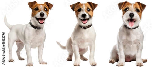 Jack Russell terrier dog collection (standing, sitting), animal bundle isolated on a white background as transparent PNG