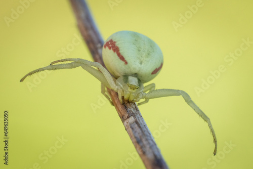 Śliczny biały pająk na wiosennej łące