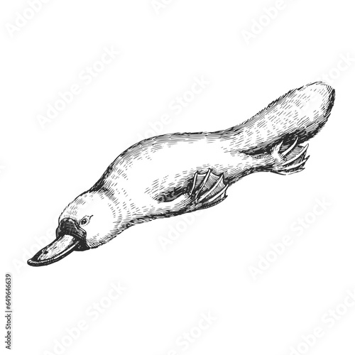 Vector hand-drawn illustration of platypus isolated on white. A black and white biological sketch of an Australian animal. Duckbill in the style of an engraving.