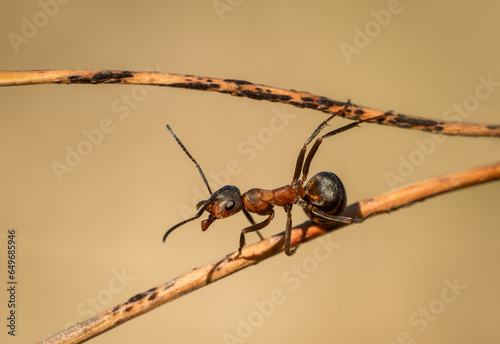 Piękna czerwona mrówka na wiosennej zielonej łące