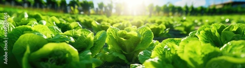Field of Lettuce plantations. Growing, harvesting Lettuce. Healthy natural food and vegetable background concept