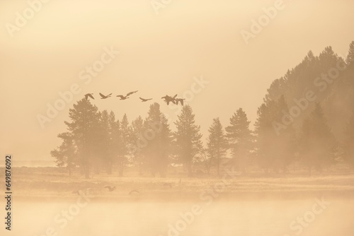 Canadian Geese Fly In Fog Over The Yellowstone River At Sunrise; Wyoming, United States Of America