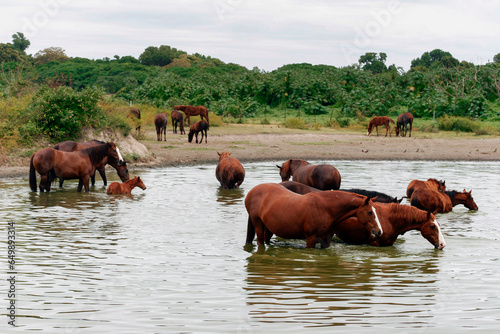 Free range horses drink in open grassland, Tanna Island, Vanuatu