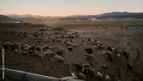 sunset in the mountains sheep