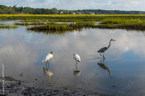 wood storks and a great heron in the tidal waters and marshlands of Huntington Beach State Park in South Carolina