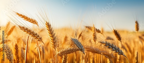 Applying blur to wheat spike and heads in a Serbian wheat field on a sunny afternoon in Vojvodina during spring