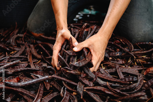 man is grabbing a bunch of ripe carob beans