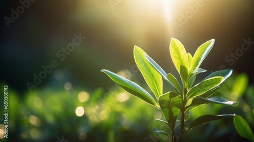 green leaf plant with sunlight shining through it