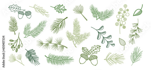 Winter pine and fir, Christmas leaf spruce and branch tree, holly berry, evergreen plant, cedar twig vector icon, Xmas wood, holiday decoration. New Year hand drawn illustration