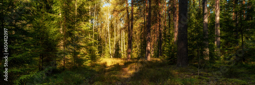 deep green forest with an overgrown road illuminated by warm sunlight through the tree branches. widescreen panoramic side view