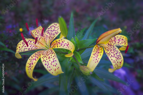 Yellow tiger lily in bloom in garden. Lilium lancifolium is one of several species of orange lily flower.