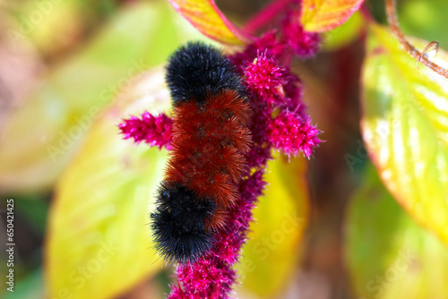 Black and brown woolly bear caterpillar on red flower.