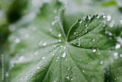 Glittering dew on green leaves with bokeh