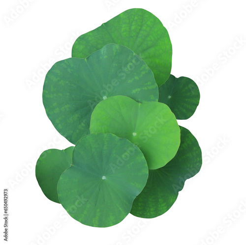 Close up green leaf of lotus or water lily tree isolated on transparent background. Top view of green leaves.