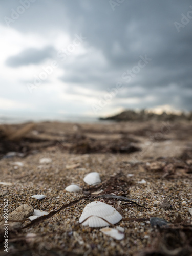 Muszle na plaży, morze czarne 