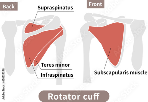 ローテーターカフ（回旋筋腱板）の筋肉と肩甲骨・上腕骨のイラスト