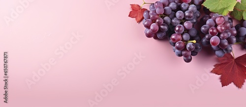 red grape variety called lambrusco isolated pastel background Copy space