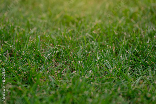 Macro close-up of green blades of grass. Nature concept. Copyspace for text, grass background. Selective focus