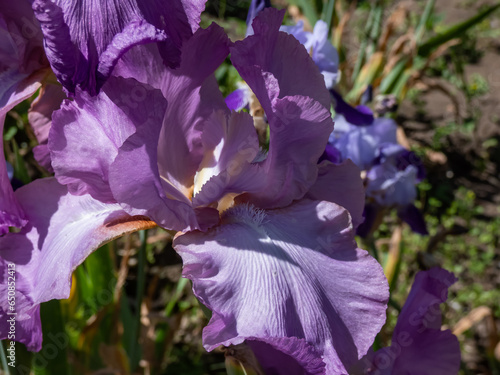 Close-up shot of the bearded iris or German bearded iris (Iris × germanica) 'Amethyst Flame' blooming with large, ruffled lilac flower with a flame-colored haft