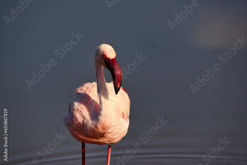 A Lone Lesser flamingo in Lake Nakuru, Kenya
