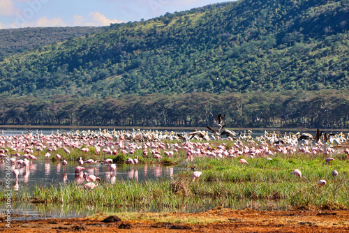 Lake Nakuru is home to large flocks of Flamingos in Kenya