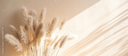 Beautiful shades of neutral pampas grass and reeds makes for an aesthetic background with sunlight casting shadows on the wall giving off Parisian vibes