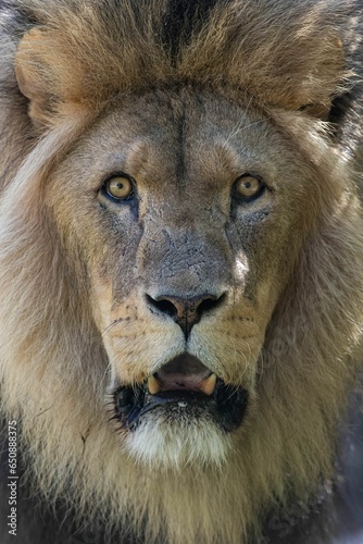 Closeup of a majestic lion with a curious gaze in its natural habitat