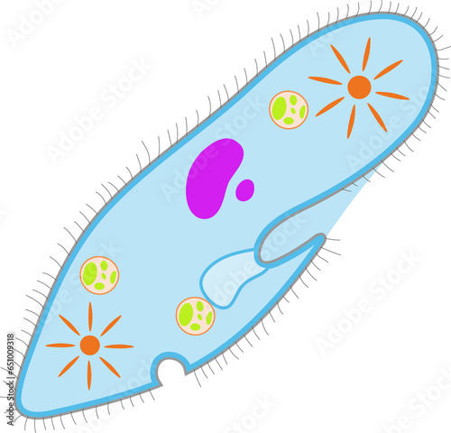 Paramecium caudatum on a white background.