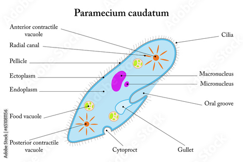 Labelled diagram of Paramecium caudatum.