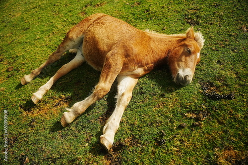 Potrillo durmiendo en el césped, caballito que duerme en paz muy tranquilo tranquilidad y confianza 