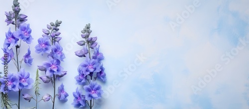 Dewi Anastasia a type of Delphinium Elatum Grp isolated pastel background Copy space