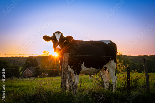 A dairy cow in front of setting sun in a filed of farmland grazing on lush green grass at sunset. Belgium summer in rural Ardennes where animals like this are farmed for livestock produce like milk