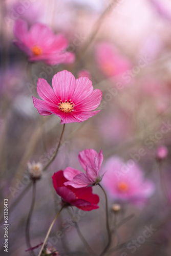 Różowy, letni kwiat kosmos pierzasty (Garden cosmos), ujęcie makro