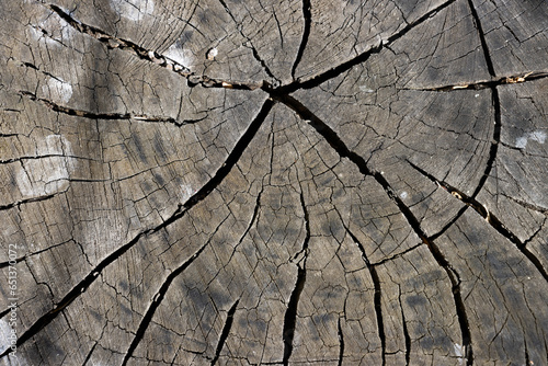 Textura de corte transversal de tronco de árbol, madera gris con grietas