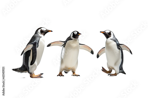 Cute Penguins on a white background studio shot PNG