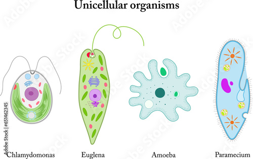 Unicellular organisms. Chlamydomonas, Euglena, Amoeba, Paramecium.