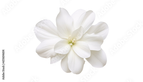 white flower isolated on transparent background cutout