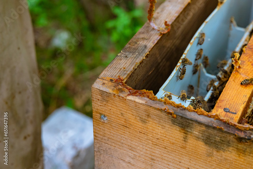Raw bee glue or propolis on the wooden beehive in focus