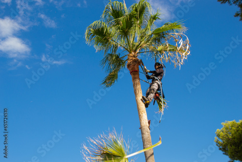 Latin palm pruner trimming the leaves of a palm tree in a garden. Dangerous work.