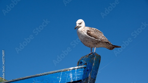 Yellow-legged gull (Larus michahellis) perched on the bow or an artisanal fishing boat at the port in Essaouira, Morocco