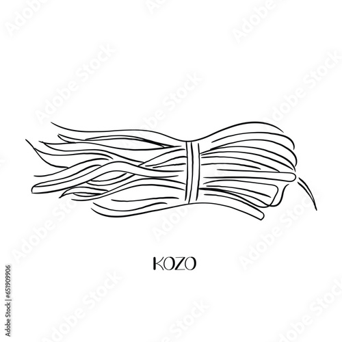 kozo line art or hand drawn vector