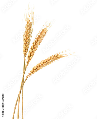 wheat ears isolated on white png image